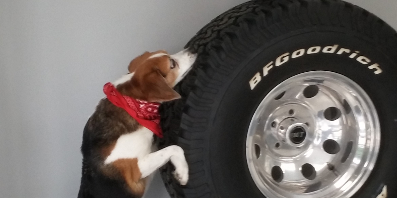 Dog beside a tire